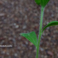 Stevia rebaudiana (Bertoni) Bertoni